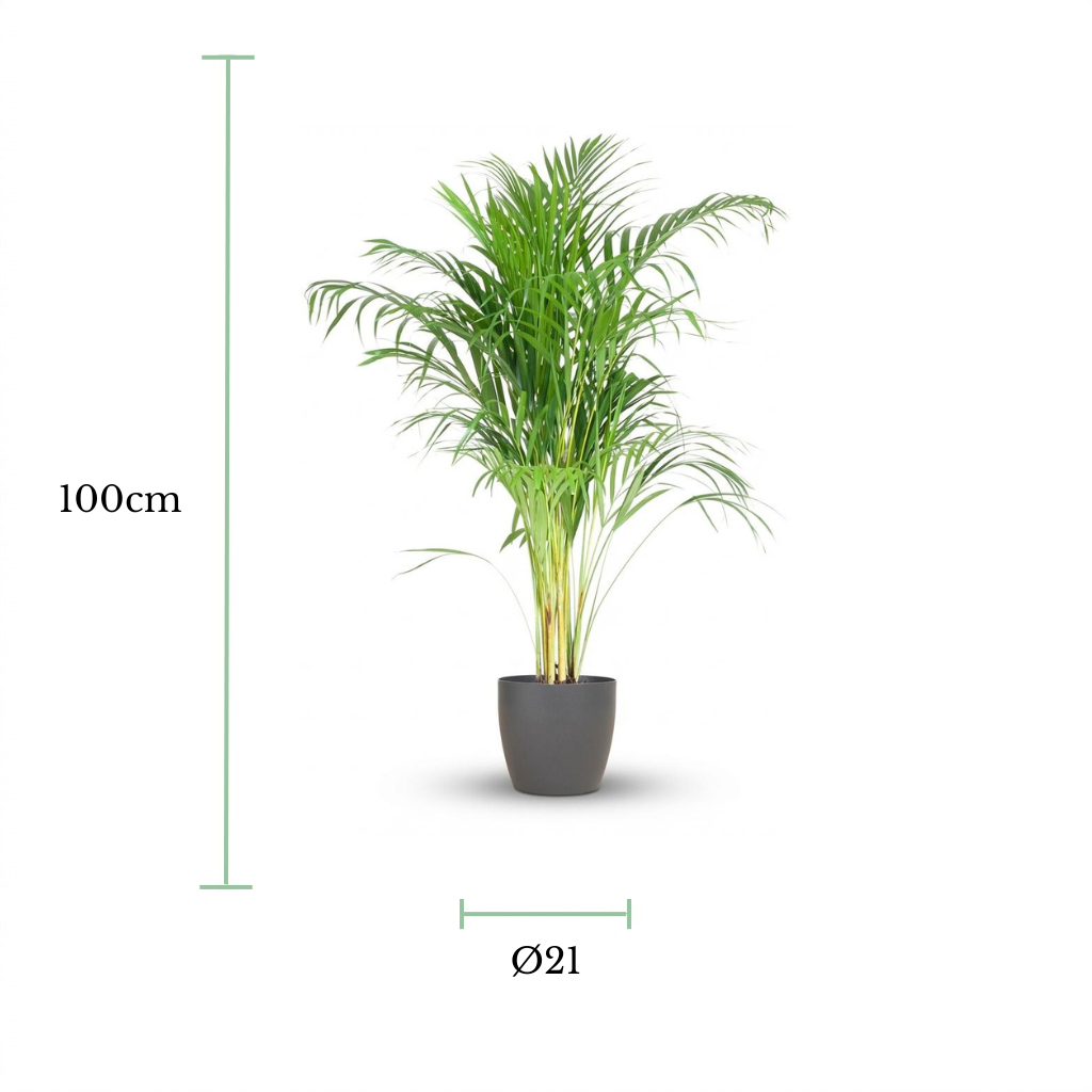 A potted palm plant shown on a white background with green measurement lines indicating a height of 100 cm and a trunk diameter of 21 cm.