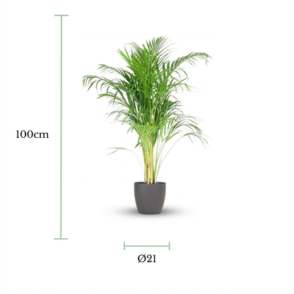 A potted palm plant shown on a white background with green measurement lines indicating a height of 100 cm and a trunk diameter of 21 cm.