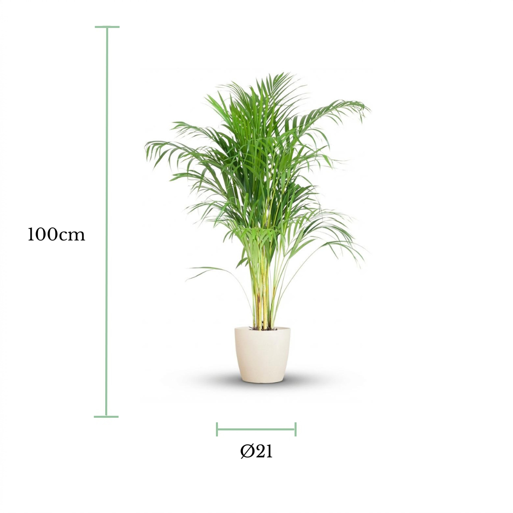 A potted green palm plant centered on a white background, with dimension lines showing a height of 100 cm and a pot diameter of 21 cm.