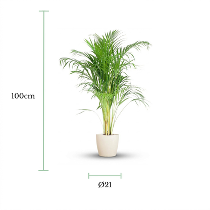 A potted green palm plant centered on a white background, with dimension lines showing a height of 100 cm and a pot diameter of 21 cm.