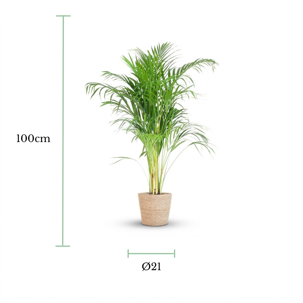 A potted green palm-like houseplant centered on a white background, with measurement markers showing 100 cm height and a diameter of 21 cm around the pot and foliage.