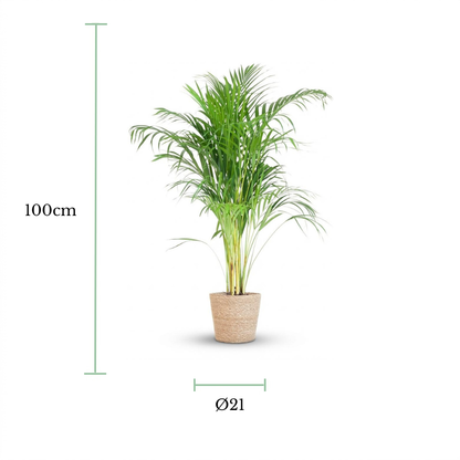 A potted green palm-like houseplant centered on a white background, with measurement markers showing 100 cm height and a diameter of 21 cm around the pot and foliage.