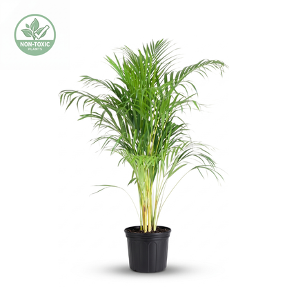 A potted palm plant with long, slender green fronds and pale yellow stems, shown in a black nursery pot on a white background. A circular 'NON-TOXIC PLANTS' badge appears in the upper left corner.