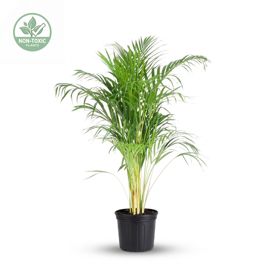 A potted palm plant with long, slender green fronds and pale yellow stems, shown in a black nursery pot on a white background. A circular 'NON-TOXIC PLANTS' badge appears in the upper left corner.