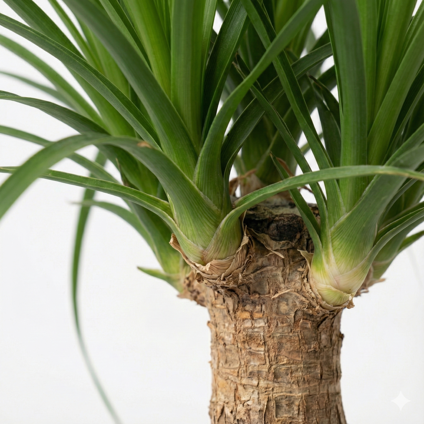 Ponytail Palm; Beaucarnea | 60cm