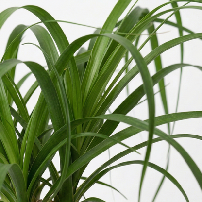 Ponytail Palm; Beaucarnea | 60cm