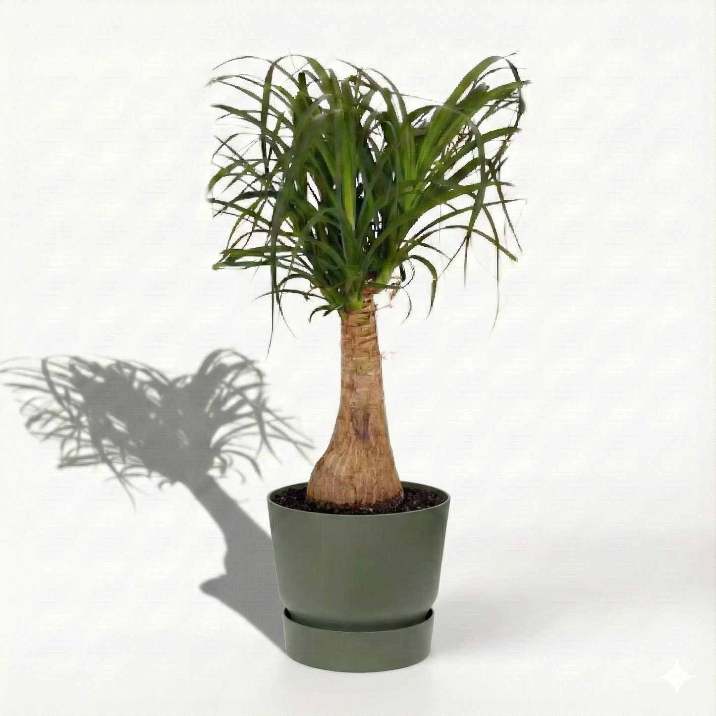 Ponytail Palm; Beaucarnea | 60cm
