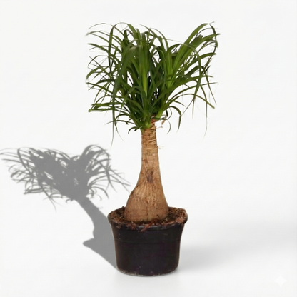 Ponytail Palm; Beaucarnea | 60cm