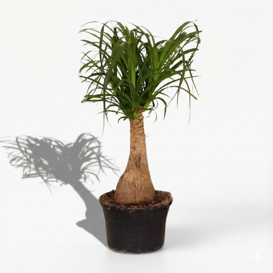 Ponytail Palm; Beaucarnea | 60cm