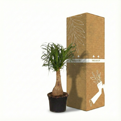 Ponytail Palm; Beaucarnea | 60cm