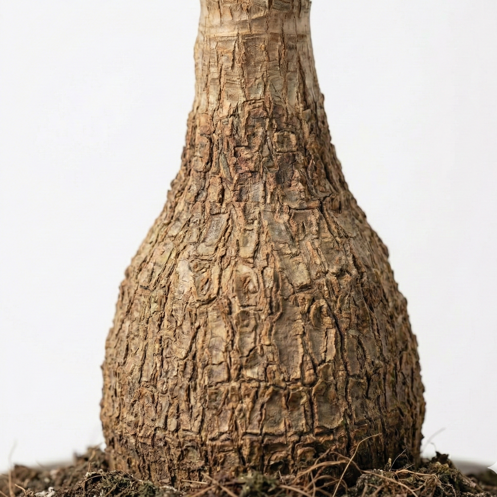 root system of a ponytail palm Ponytail Palm; Beaucarnea