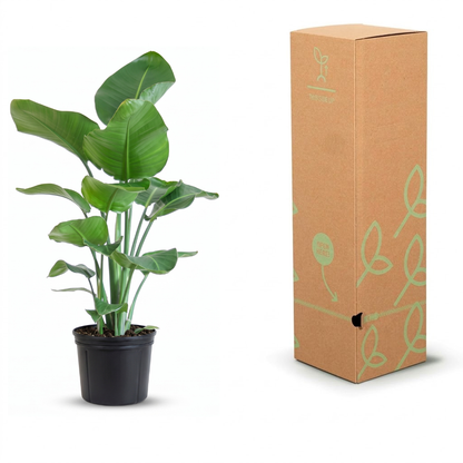A potted green plant with large tropical leaves in a black nursery pot, shown next to a tall brown cardboard box with light green leaf illustrations and a small plant logo.