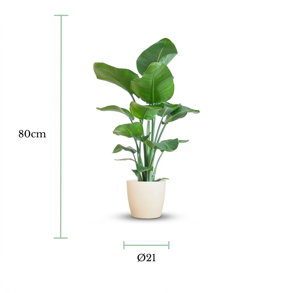 A potted green houseplant centered on a white background, with dimension lines and text indicating a height of 80 cm and a diameter of 21 cm.