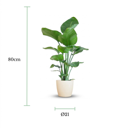 A potted green houseplant centered on a white background, with dimension lines and text indicating a height of 80 cm and a diameter of 21 cm.