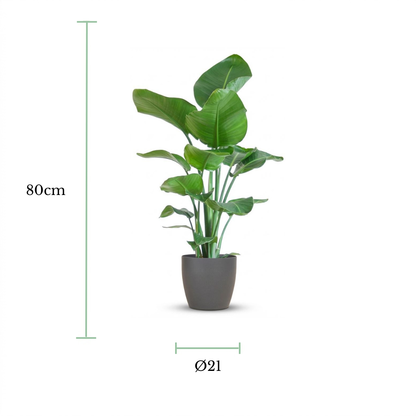 An artificial potted plant with green leaves in a dark gray pot, shown with dimension lines indicating a height of 80cm and a diameter of 21cm on a white background.