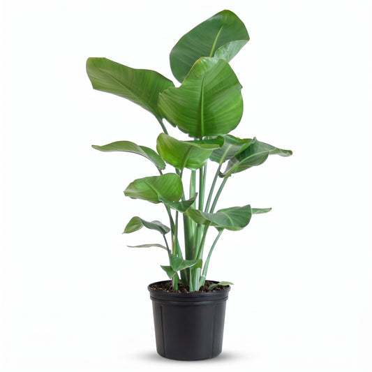 A potted artificial or live bird of paradise plant with large green leaves in a black plastic nursery pot, isolated on a white background.