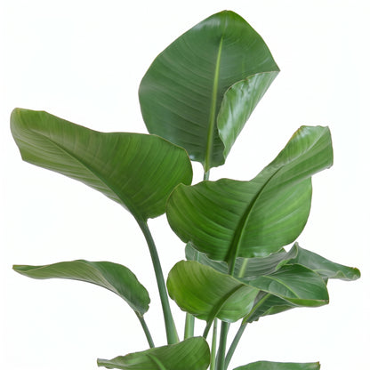A close-up of a green tropical plant with large, glossy, arching leaves on a solid white background.