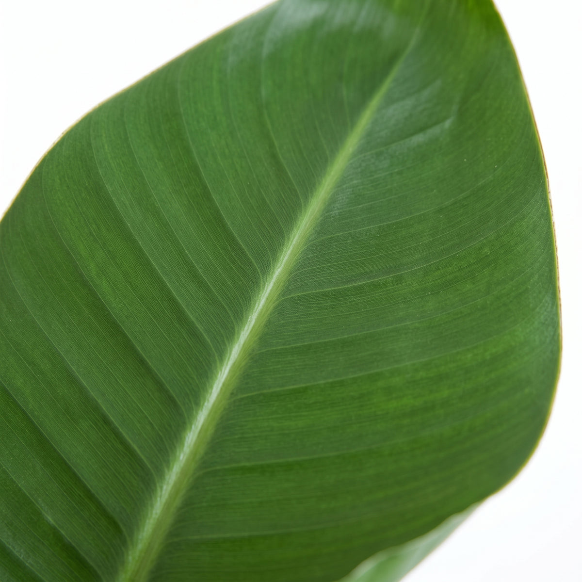 A close-up of a large green tropical leaf with prominent veins on a clean white background.