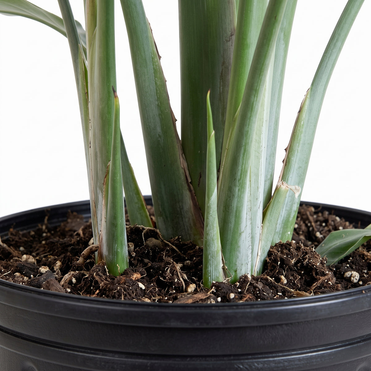Close-up of a potted succulent plant with thick green leaves emerging from dark soil in a black plastic pot, photographed against a white background.