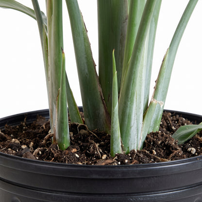 Close-up of a potted succulent plant with thick green leaves emerging from dark soil in a black plastic pot, photographed against a white background.