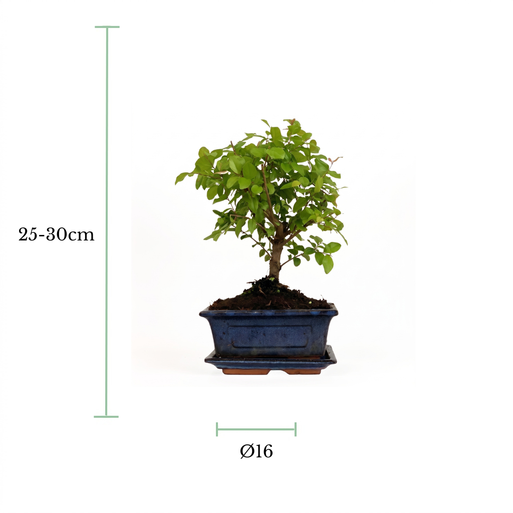 A small potted bonsai-style tree with green leaves in a dark blue rectangular ceramic pot, shown on a white background with measurement markers indicating 25-30 cm height and a 16 cm diameter.