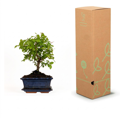 A small leafy bonsai-style tree in a blue rectangular pot displayed beside a tall brown cardboard box with light green leaf illustrations, on a white background.