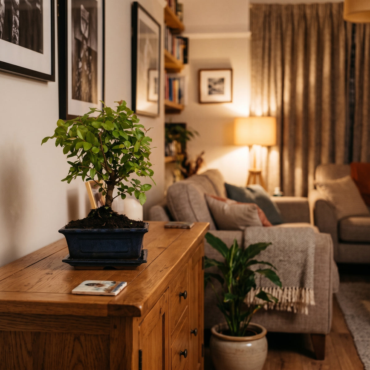 A potted bonsai tree in a dark rectangular planter sits on a wooden sideboard in a warmly lit living room. The background shows a cozy living room with a gray sofa, throw blanket, floor lamp, curtains, and framed wall art.