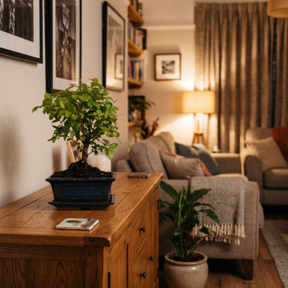 A potted bonsai tree in a dark rectangular planter sits on a wooden sideboard in a warmly lit living room. The background shows a cozy living room with a gray sofa, throw blanket, floor lamp, curtains, and framed wall art.