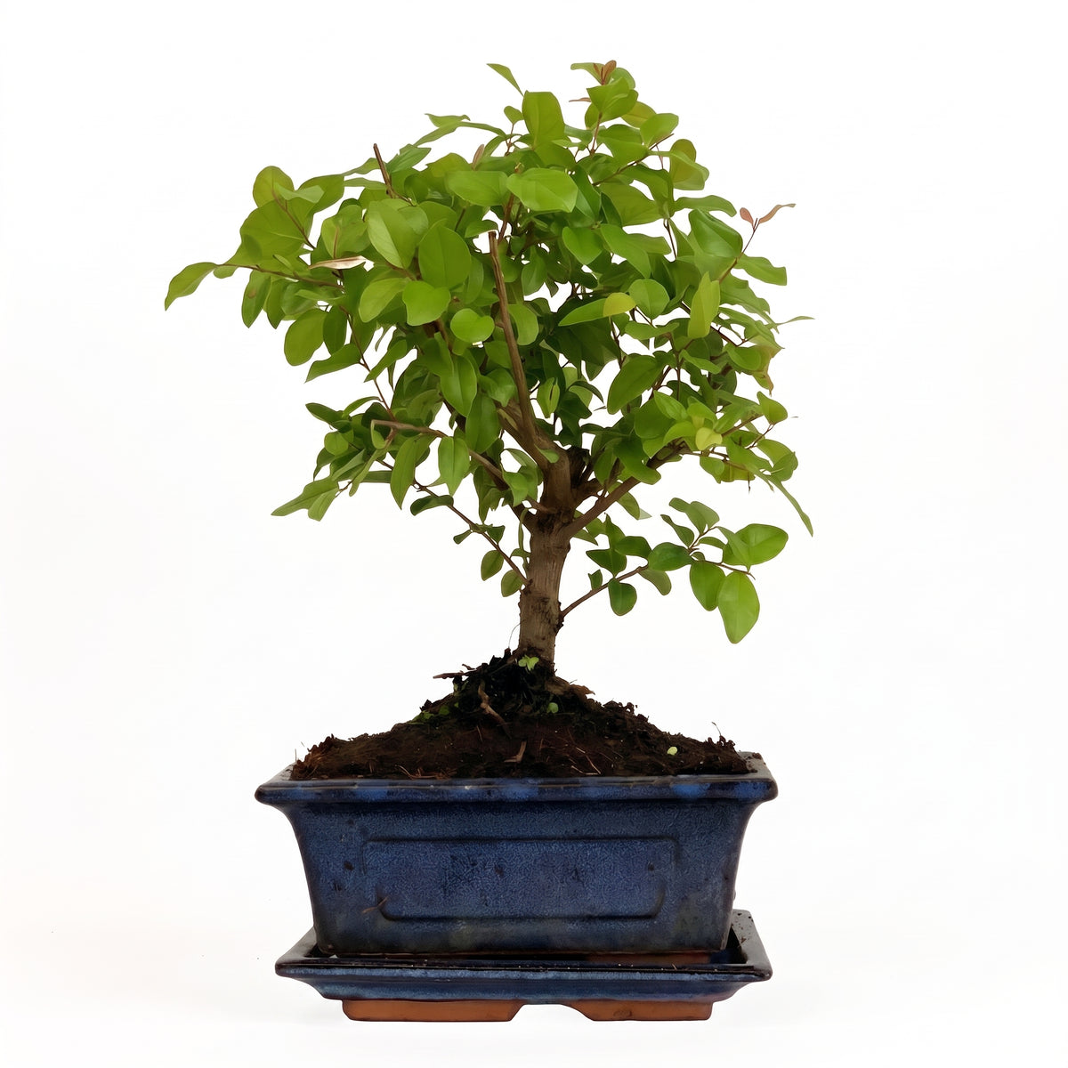 A small leafy bonsai tree with green foliage and a brown trunk, planted in a rectangular blue ceramic pot with a matching saucer, photographed against a plain white background.
