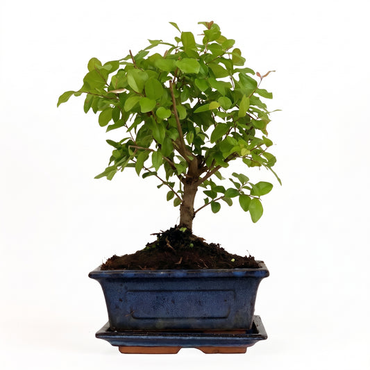 A small leafy bonsai tree with green foliage and a brown trunk, planted in a rectangular blue ceramic pot with a matching saucer, photographed against a plain white background.