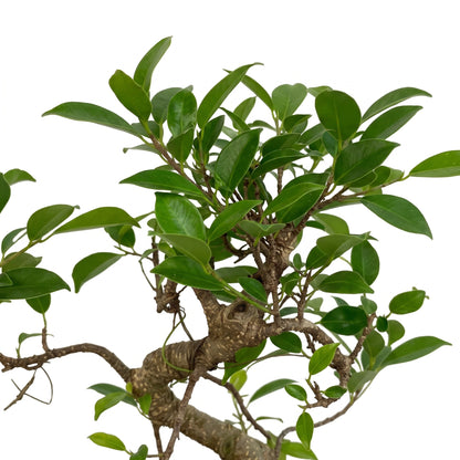 A close-up of a bonsai-style tree branch with glossy green leaves and a textured brown trunk, isolated on a white background.