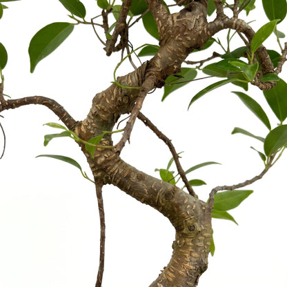 Close-up of a gnarled tree trunk with textured brown bark and bright green leaves against a solid white background.