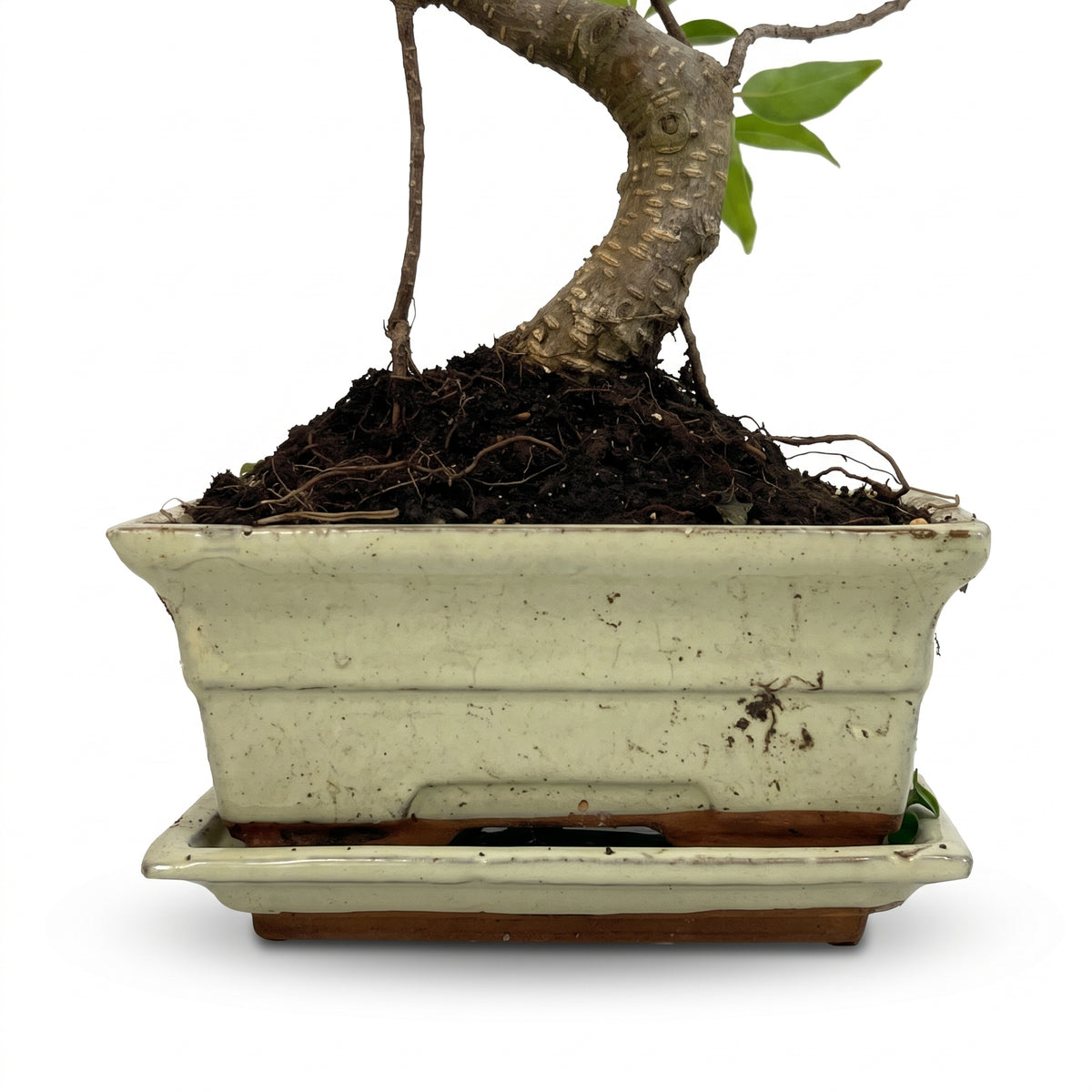 A potted bonsai-style tree with a curved trunk and small green leaves, shown in a rectangular off-white ceramic pot with a matching saucer on a white background.