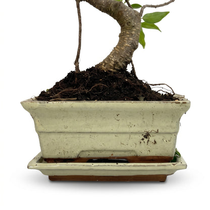 A potted bonsai-style tree with a curved trunk and small green leaves, shown in a rectangular off-white ceramic pot with a matching saucer on a white background.