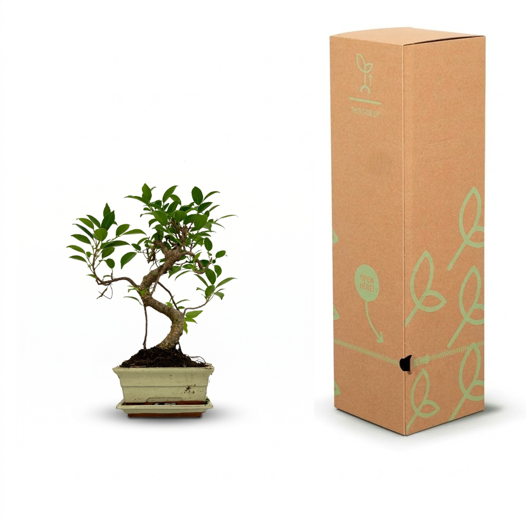 A small potted bonsai tree with green leaves and a curved brown trunk, shown next to its tall brown cardboard packaging box decorated with light green leaf outlines.