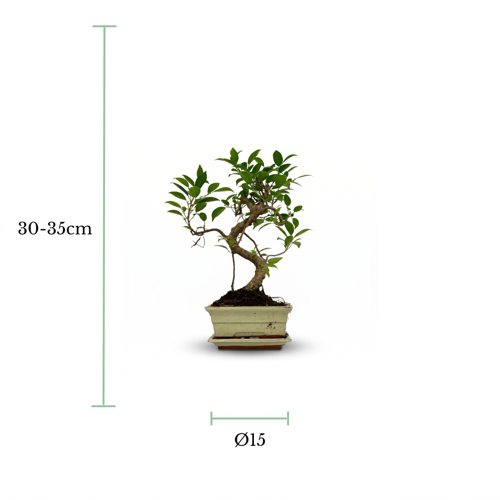 A small potted bonsai tree centered on a white background, with measurement annotations showing a height of 30-35 cm and a pot diameter of Ø15.