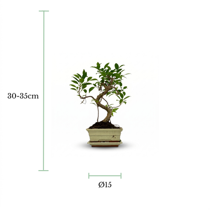 A small potted bonsai tree centered on a white background, with measurement annotations showing a height of 30-35 cm and a pot diameter of Ø15.