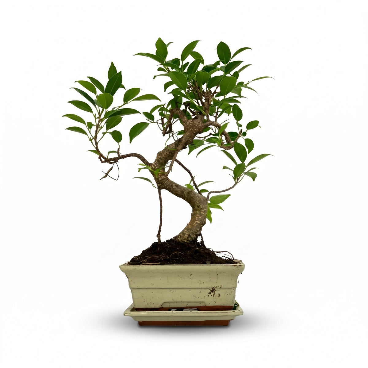 A small bonsai-style tree with green leaves and a curved brown trunk, planted in a rectangular light beige ceramic pot with a matching saucer, shown on a plain white background.