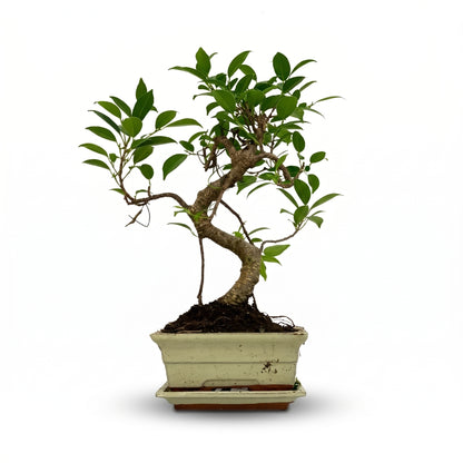 A small bonsai-style tree with green leaves and a curved brown trunk, planted in a rectangular light beige ceramic pot with a matching saucer, shown on a plain white background.