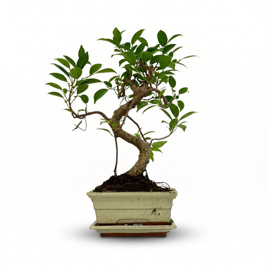 A small bonsai-style tree with green leaves and a curved brown trunk, planted in a rectangular light beige ceramic pot with a matching saucer, shown on a plain white background.