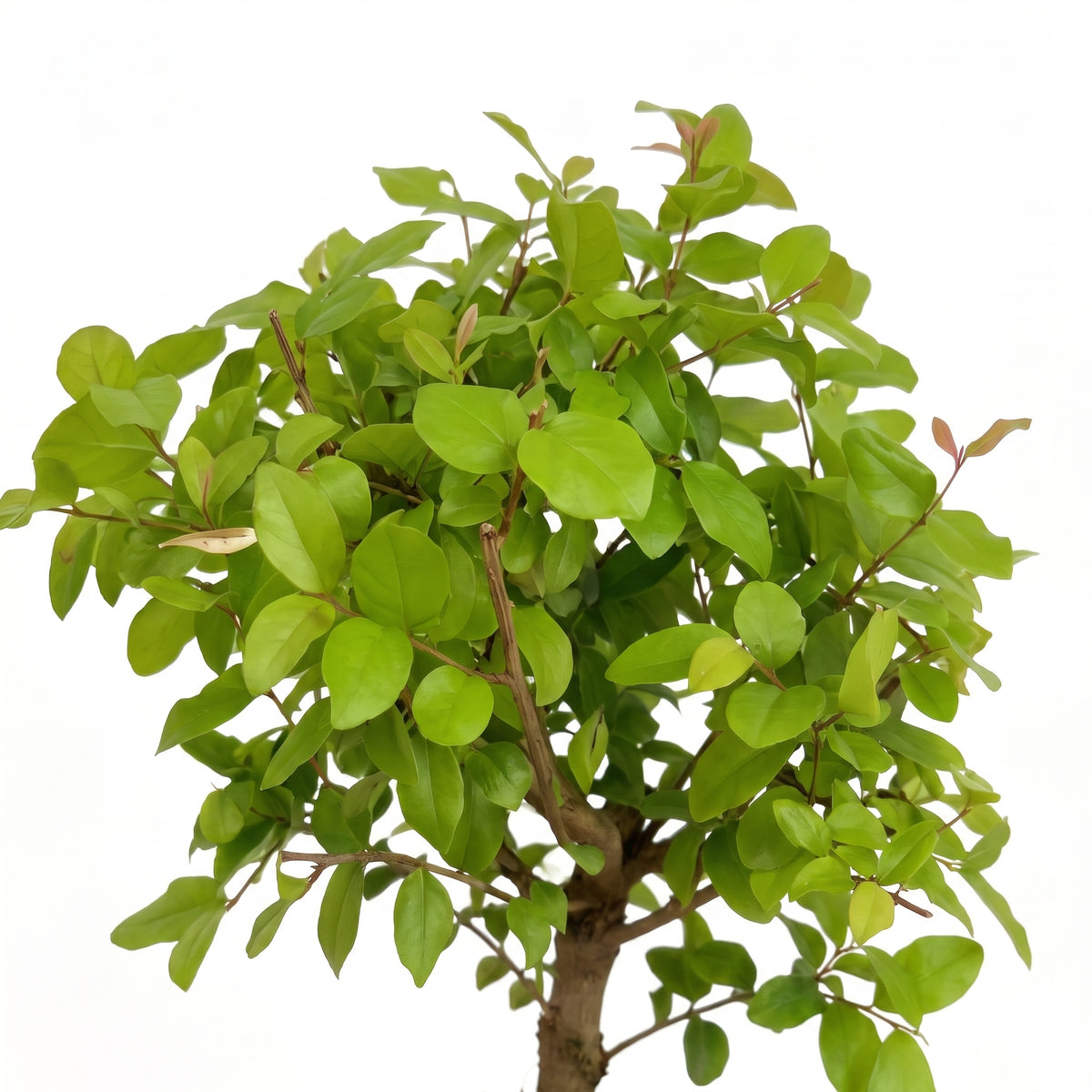 A small leafy tree or shrub with dense green foliage and a brown trunk, photographed against a plain white background.