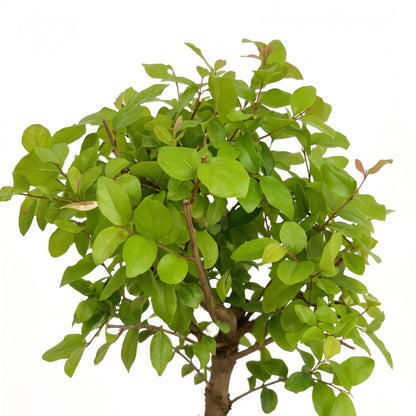 A small leafy tree or shrub with dense green foliage and a brown trunk, photographed against a plain white background.