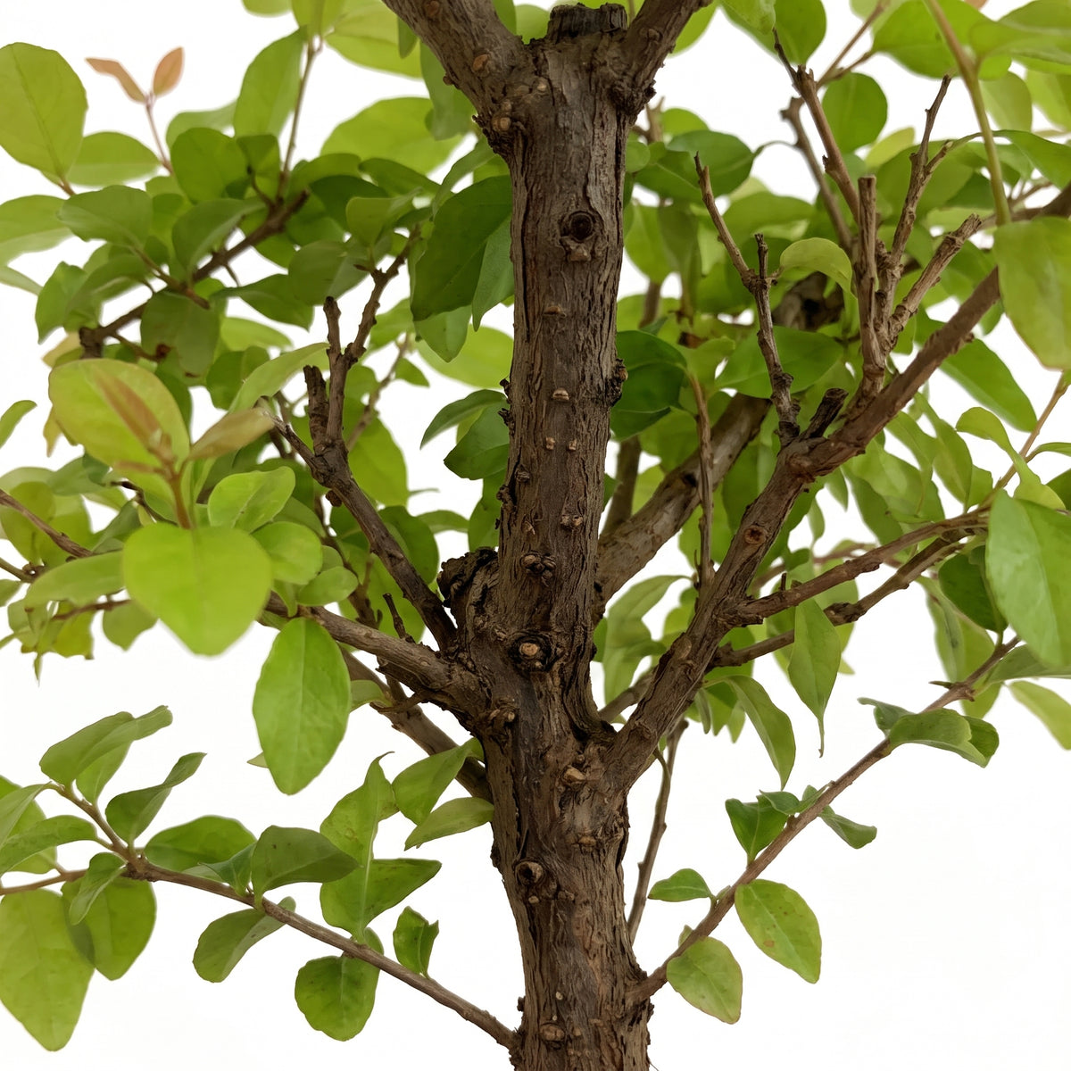 A close-up of a tree trunk and branches with green leaves, isolated on a white background.