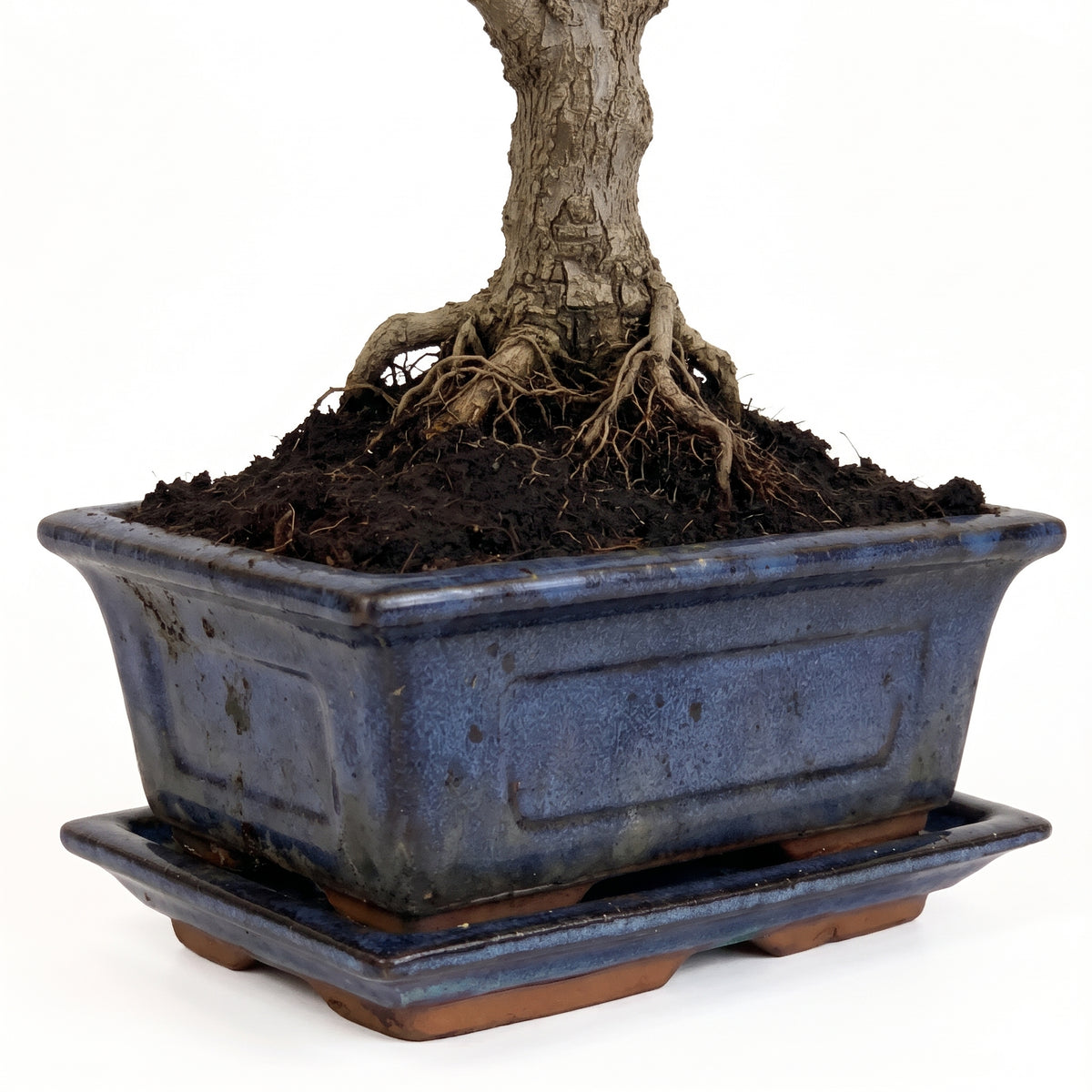 A potted bonsai tree with a textured gray-brown trunk and exposed roots, planted in dark soil inside a rectangular blue glazed ceramic pot with a matching saucer, shown on a white background.
