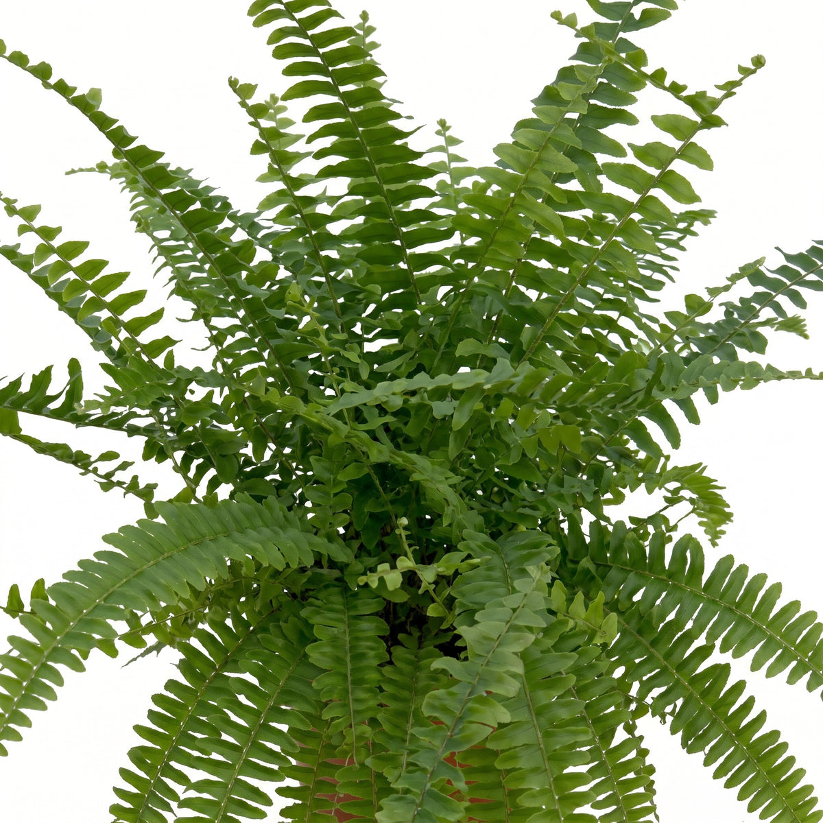 A lush green fern plant with delicate, arching fronds photographed against a clean white background.