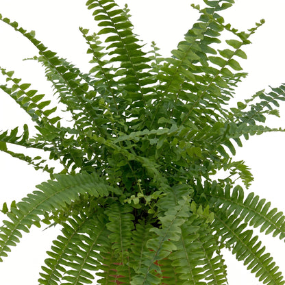 A lush green fern plant with delicate, arching fronds photographed against a clean white background.