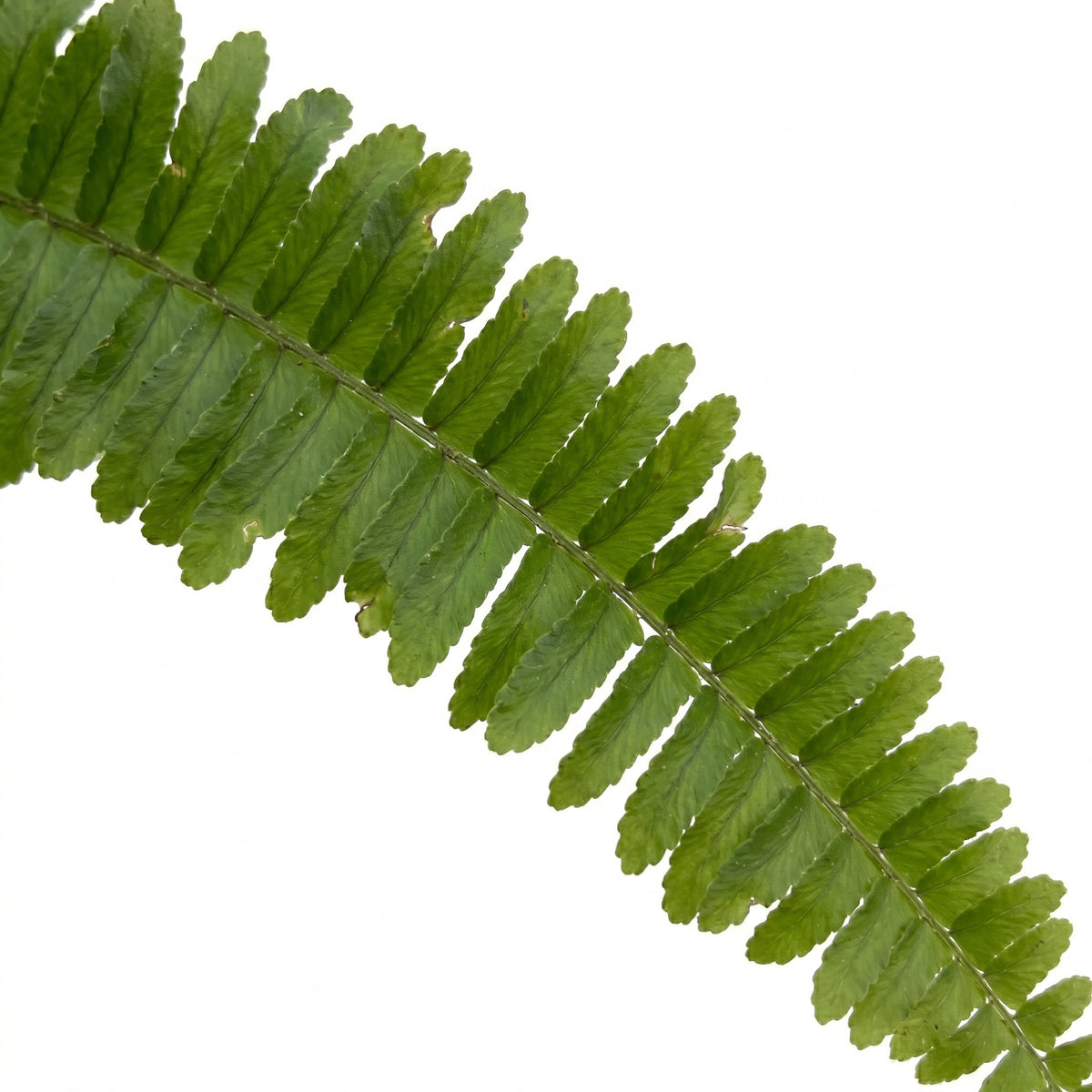 A close-up of a green fern frond running diagonally from the top-left to the bottom-right corner against a solid white background.