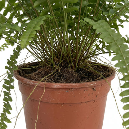 A potted green plant with dense leafy fronds and visible roots, growing in a terracotta-colored plastic nursery pot against a white background.
