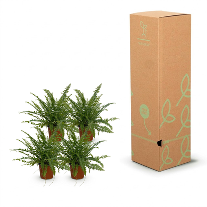 Four small potted green ferns displayed next to a tall brown cardboard gift box with light green leaf illustrations on a white background.