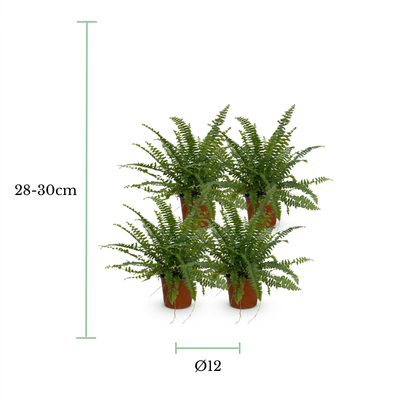 Four potted green ferns on a white background with dimension markers showing a height of 28-30cm and a diameter of Ø12.